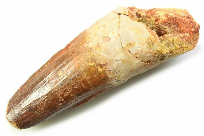 Fossil Spinosaurus Tooth - Feeding Worn Tooth #357758